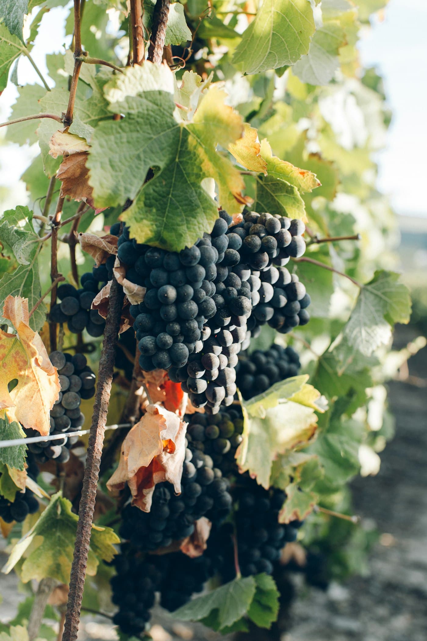 Champagne de maison ou de vigneron : quelle différence