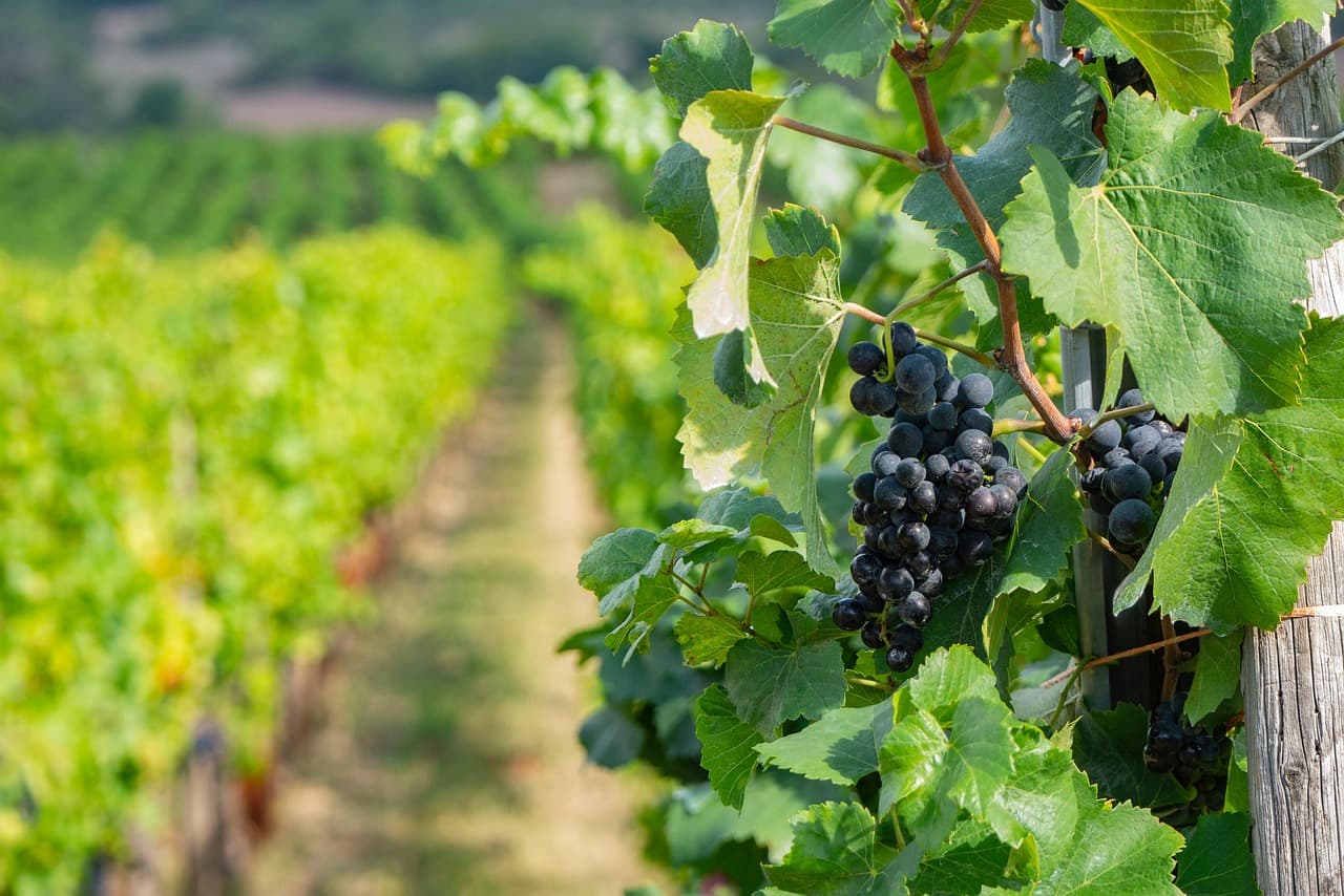 Blanc de blancs, blanc de noirs, rosé : comprendre le cépage
